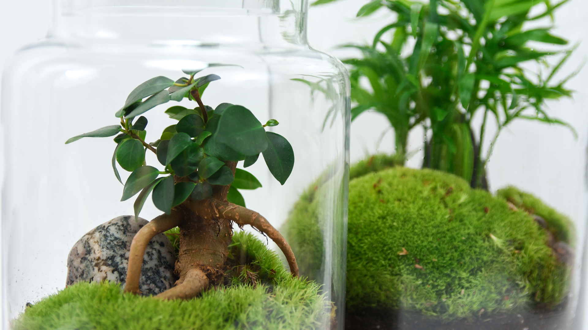 🎁 Offrir un terrarium : mode d'emploi – Microcosmousse
